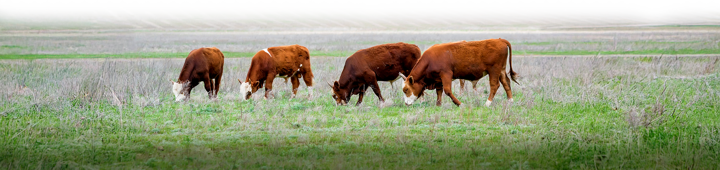 Cattle in field3