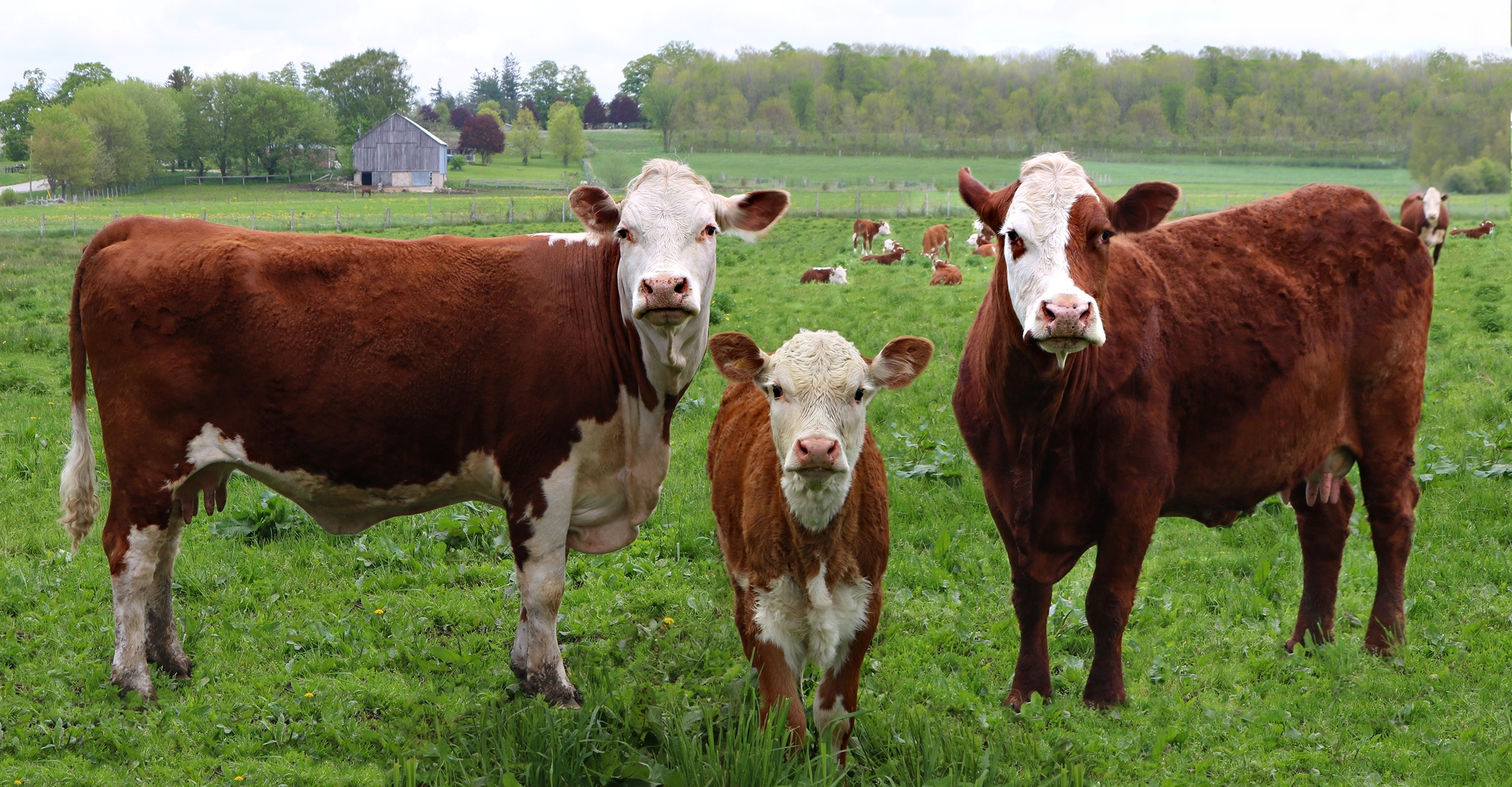 Hightest bull beef Herford cattle