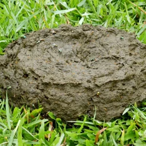Chem-Free Cow Manure