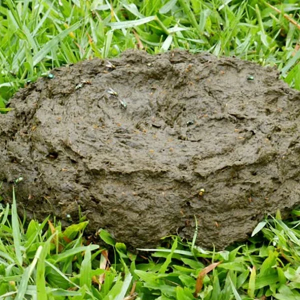 Chem-Free Cow Manure