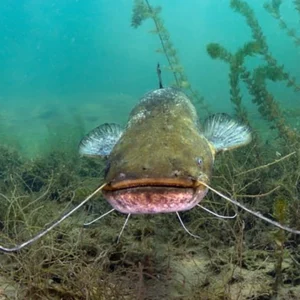 Catfish, Live