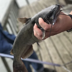 Catfish, 1-Day Fishing