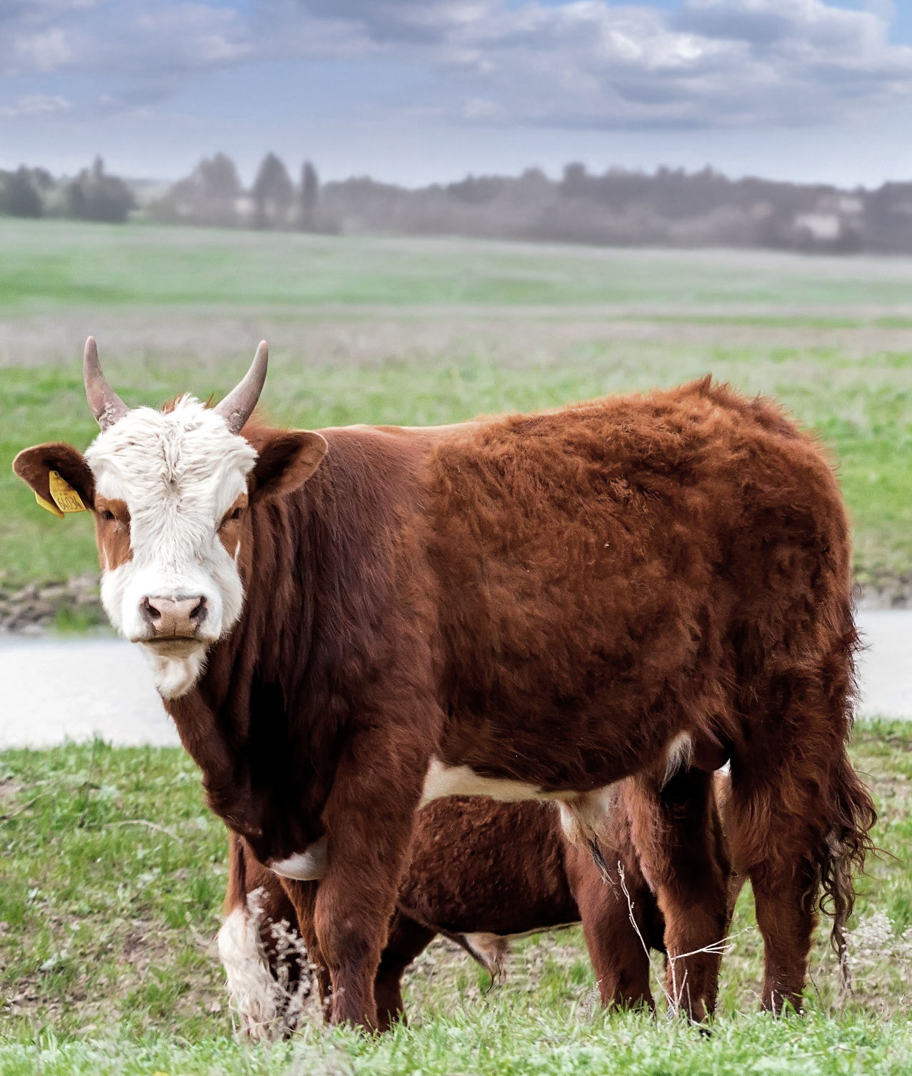 cattle grazing 2