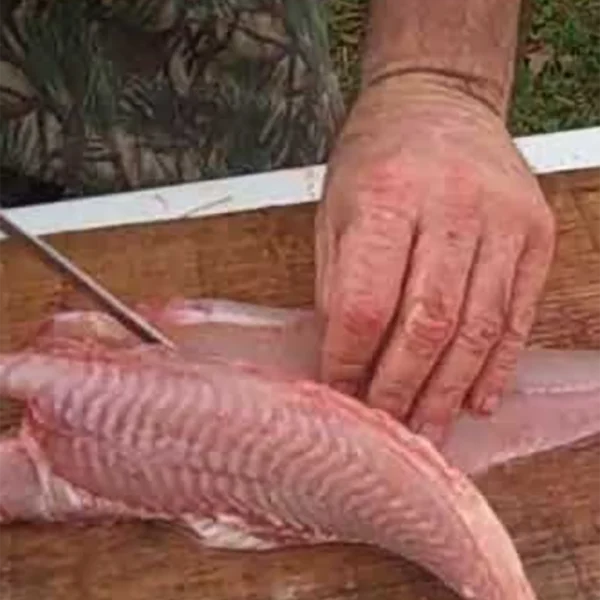 Catfish Skinning/Cleaning