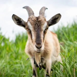 Goat, 01 Slaughter Fee (Skinning)