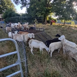 Vegetation Control Sheep & Goat Rental
