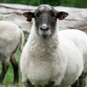 Sheep, Live