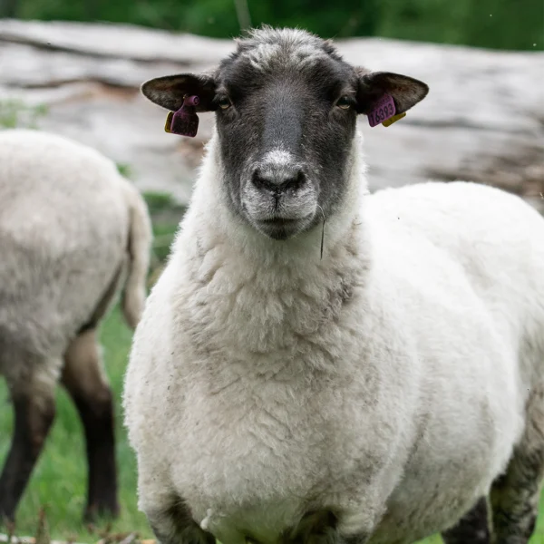 Sheep, Live
